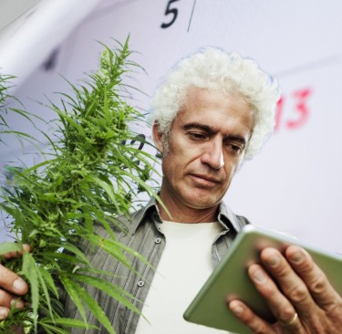 harvesting cannabis all year long