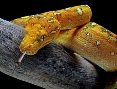 yellow snakes