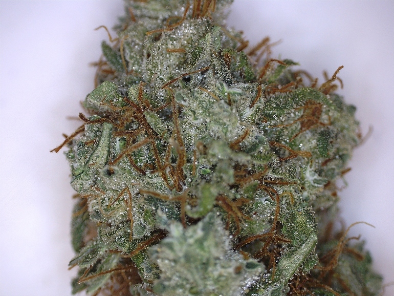 Amnesia haze описание