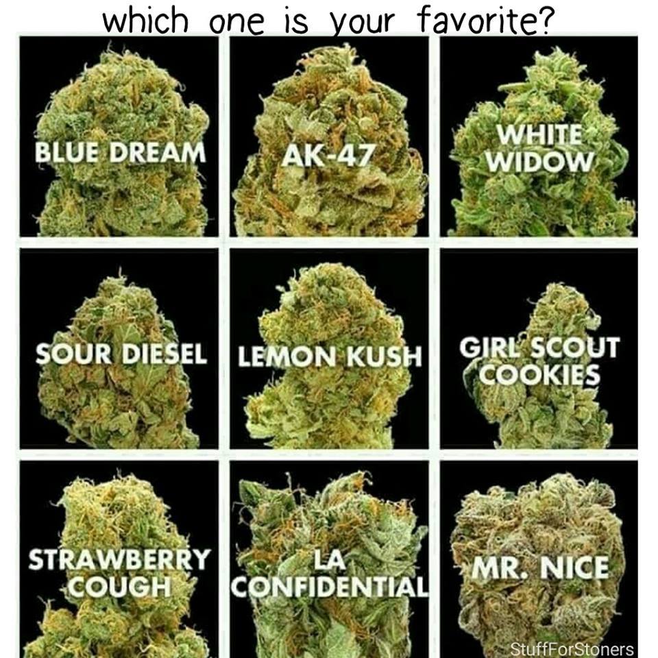 Buy Blue Dream,OG Kush,Tangie,Cookie Glue,Green Crack,Girl Scout ...