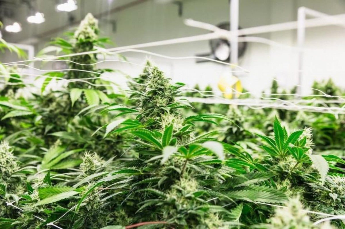 Garden Remedies Melrose , , Cannabis